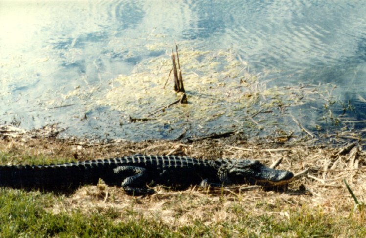 Alligator Hunter #2