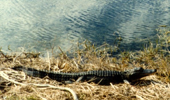 Alligator Hunter #3