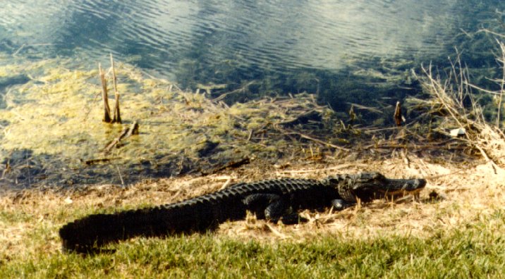 Alligator Hunter #4